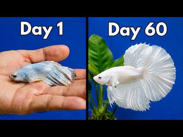 I Saved the Saddest Betta Fish on Facebook Marketplace (It was bad)
