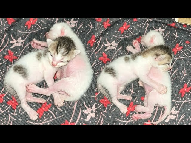 Cute little kitten compilation video🐱🐈 #kittencompilationvideo #cutekitten #kittenvideo #catvideos 