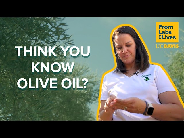What makes California olive oil different? | From Labs to Lives