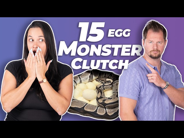 15 Egg MONSTER Ball Python Clutch Cutting | #ballpython #snake #reptiles