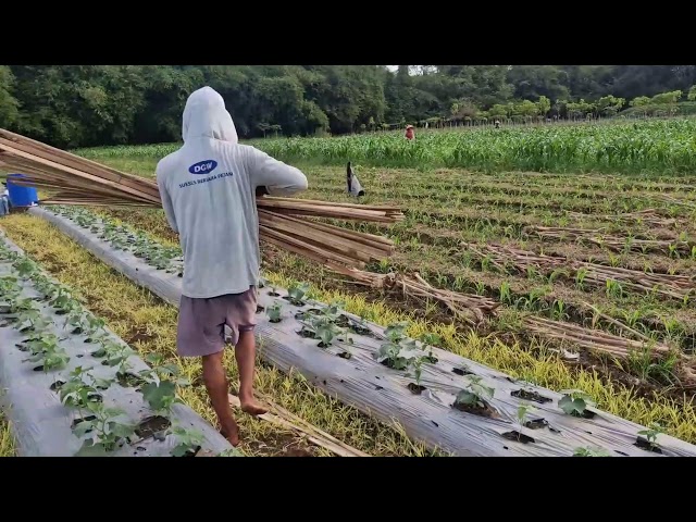 GENIUS FARMING IDEA FOR PREPARING CUCUMBER SUPPORT SYSTEMS! - Agriculture Gardening