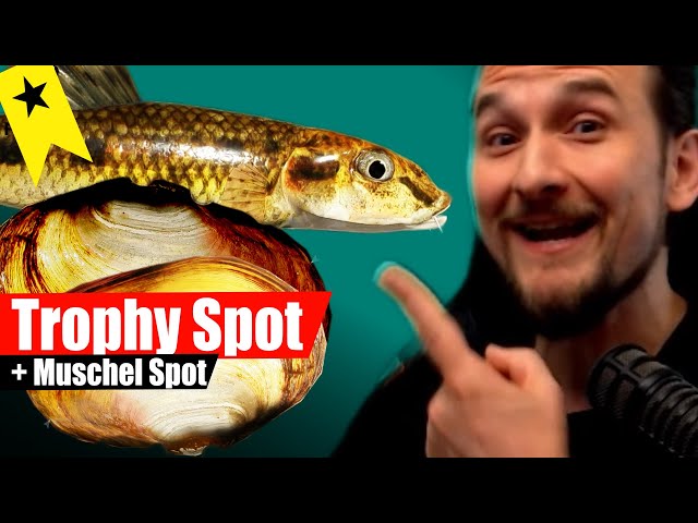 Russian Fishing 4 - Windenbach - Trophy Gudgeon and Mussel Spot