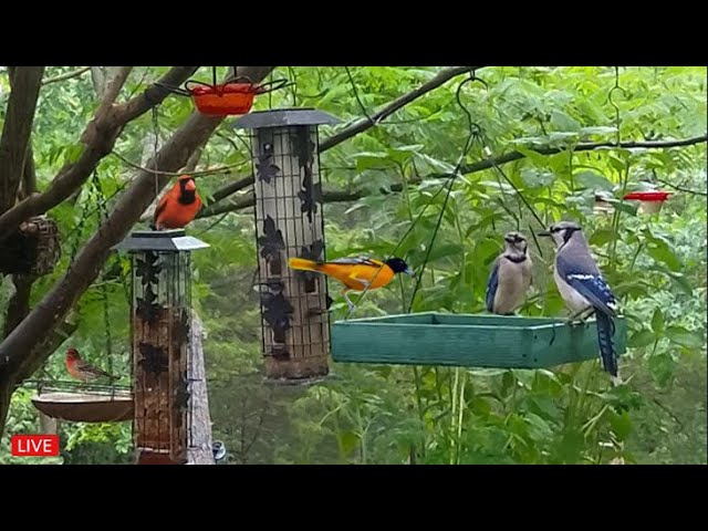 🔴LIVE - Cozy Day Birds in the Garden - Rose-Breasted Grosbeaks are back!
