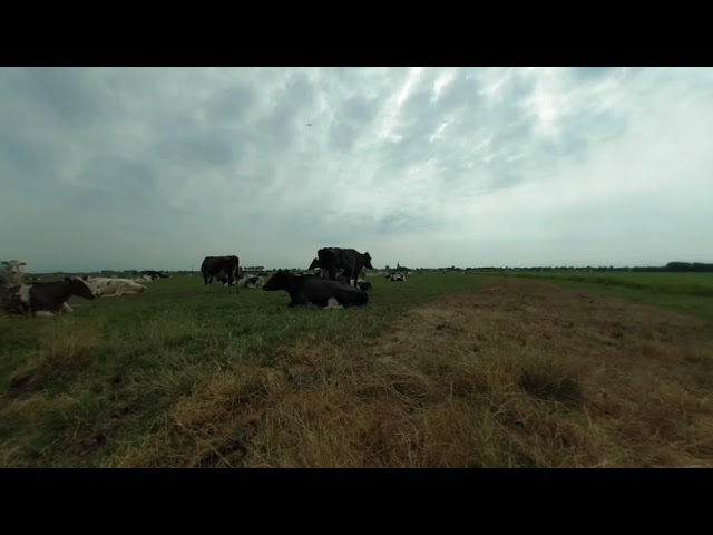 Koeien  3D 180 VR (2018)