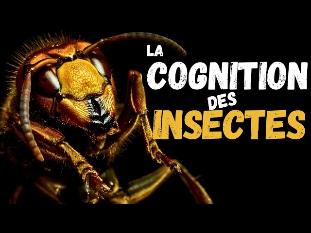 Are insects intelligent? (according to science)