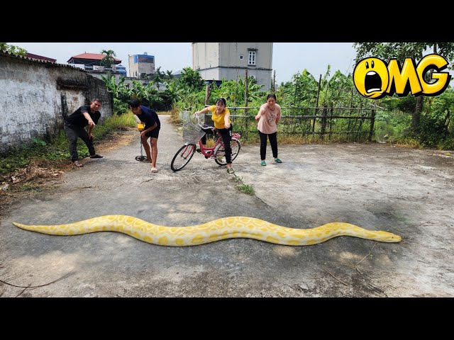 5 Brave Hunters Join Forces to Catch a Giant Snake