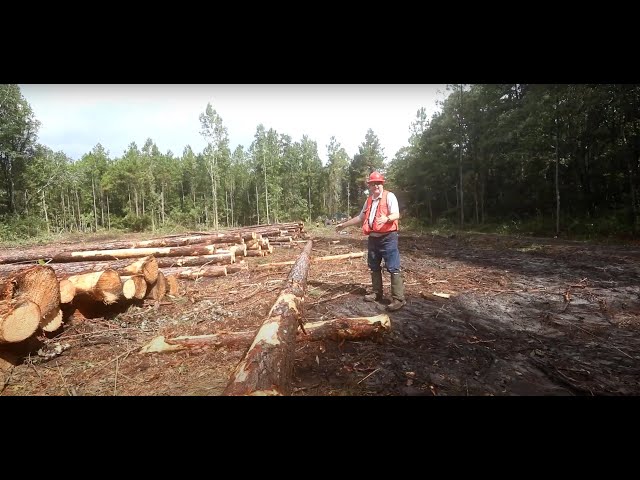 What Happens on a Timber Harvest?