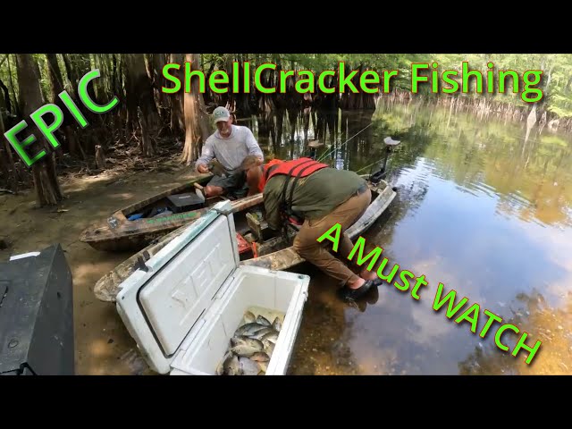 "The Ultimate Shellcracker Fishing Adventure of 2024 – Aussie Edition!"