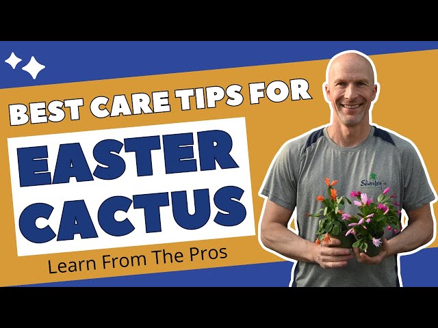 Best Care Tips for EASTER CACTUS - Learn How to Care for This Indoor Blooming Plant