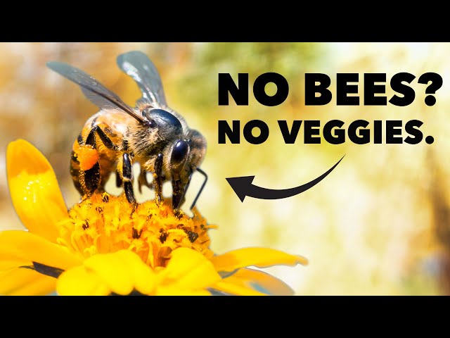 Pollination is Important: Here's Why