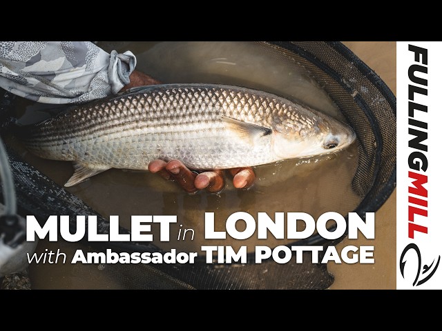 Fly Fishing for Mullet in London with Fulling Mill Ambassador Tim Pottage