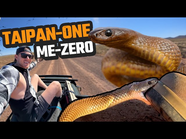 CLOSE CALL WITH THE WORLD'S MOST VENOMOUS SNAKE | INLAND TAIPAN, KING BROWN & MORE | OUTBACK QLD EP1