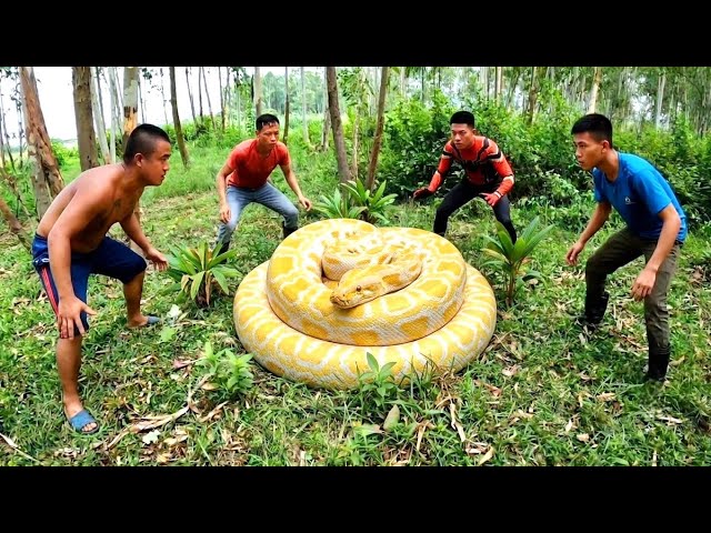Brave Hunter Rescues Young Man From Giant Pythons