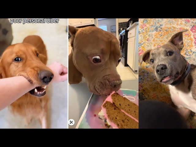 FUNNIEST Dogs Ever | Funny Dog Videos #33
