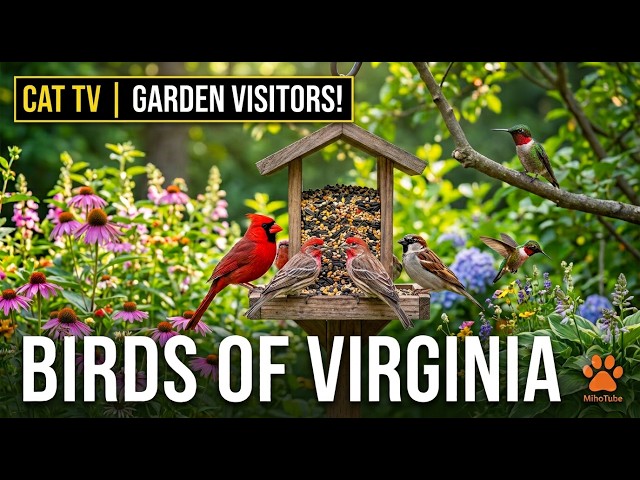 [Cat TV] 🐦 Relaxing Backyard Bird Cam For Bored Cats | 2026.08.10