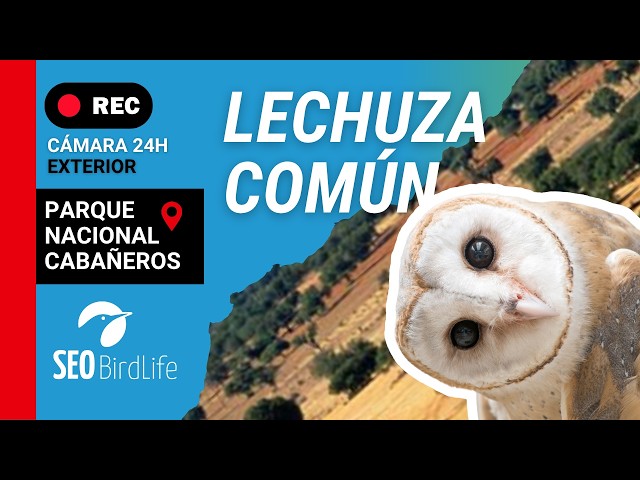 🦉Lechuza común - EXTERIOR  - 🔴DIRECTO P.N. de Cabañeros