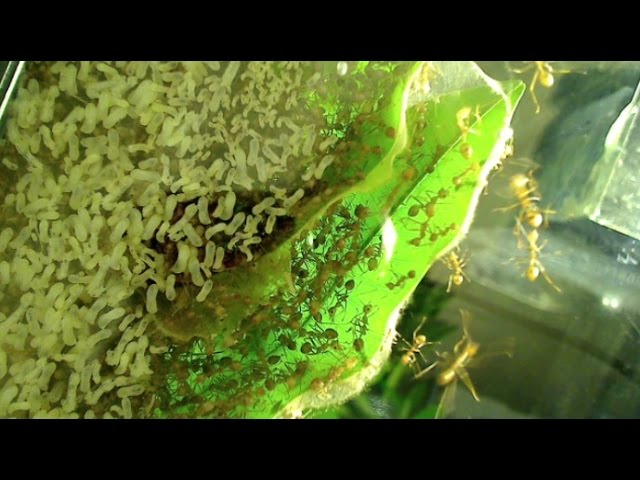 My Current Asian Weaver Ant Colony (Inside An Oecophylla smaragdina Nest)