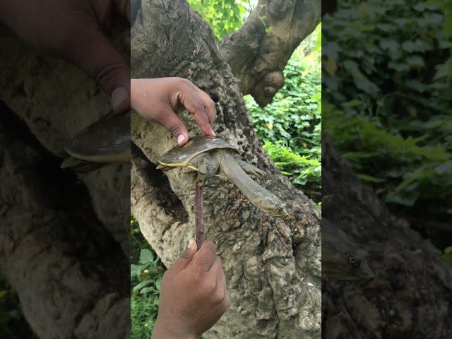 Unusual wildlife discovery in nature 🌳🐢 #turtle #shorts #nature #wildlife #ytshorts #yt