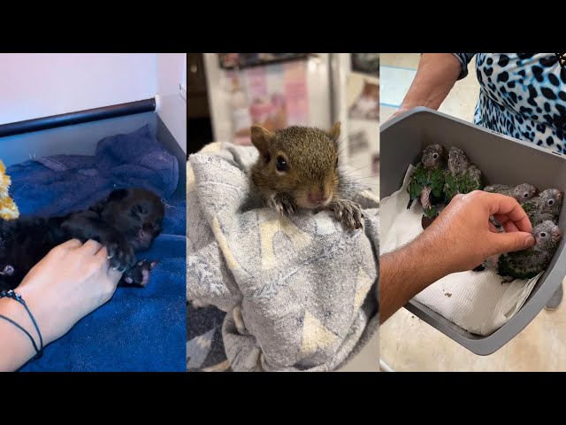 Saving the weak little lives#animals #wildliferescue #wildlife #lovestory #cute #rescue #pets #love