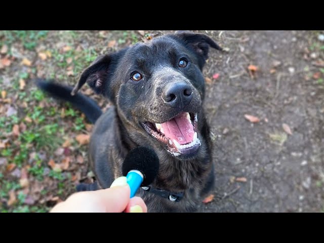 "why should you be adopted?"