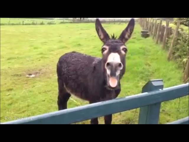 Burro rebuznando 👍  Hi-aaa, hi-aaa