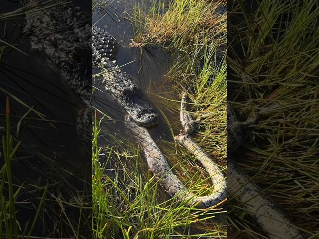 🐊gator attracts python🐍