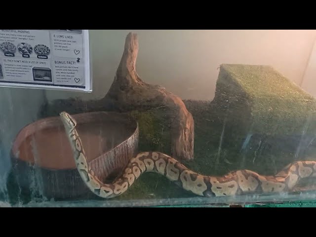 Snake 