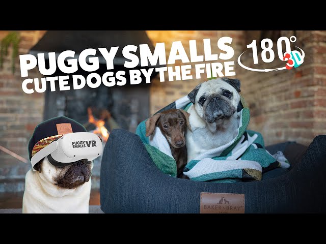 Cute Dogs chilling by the fire in 3D VR 180º (best viewed in a VR headset)