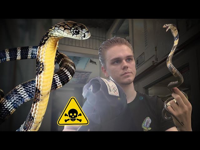 INCREDIBLE RARE COBRA COLLECTION