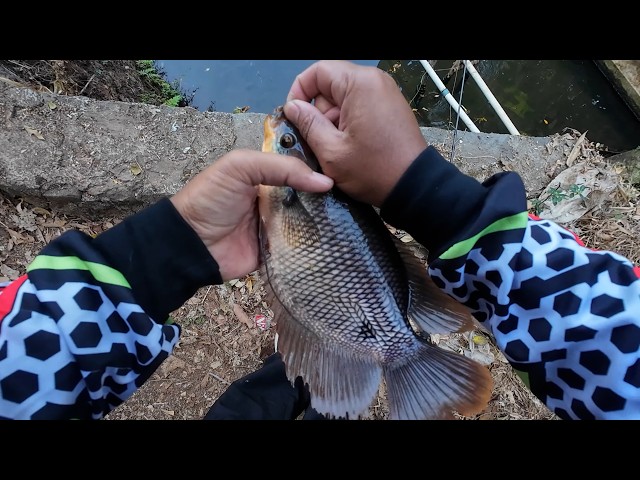 Mancing Borongan Harga Kolam Rp 3 Juta Tiket 300 Ribu Borong Abis