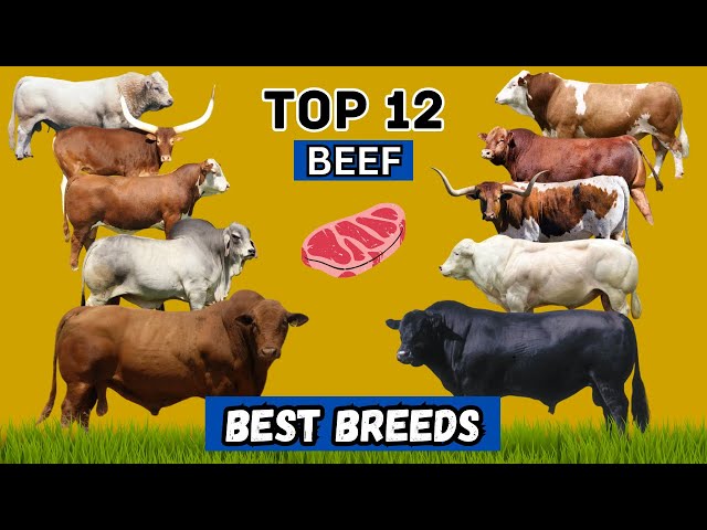 Top 12 Cattle Breeds That Redefine Meat Excellence! 🌟