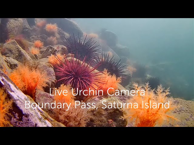 SIMRES Urchin Camera Live Stream