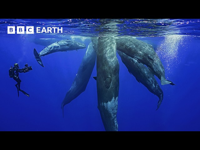 The Fascinating World Of Whales | BBC Earth
