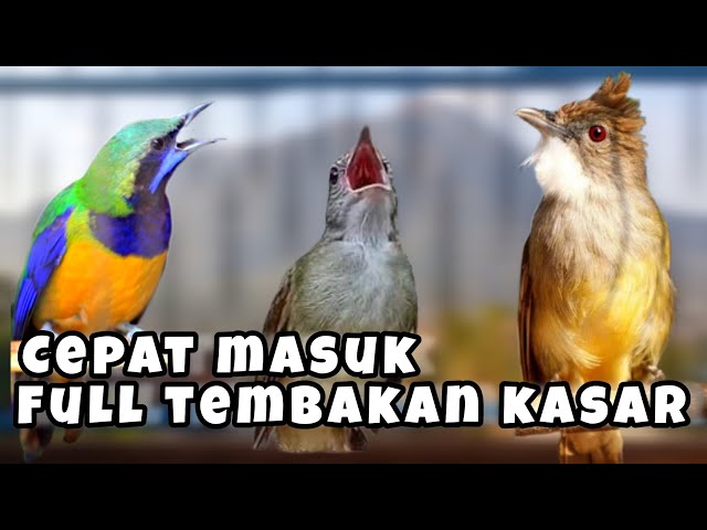 🔴MASTERAN AUDIO JERNIH || CUCAK CUNGKOK || KAPAS TEMBAK || CUCAK JENGGOT ✔️