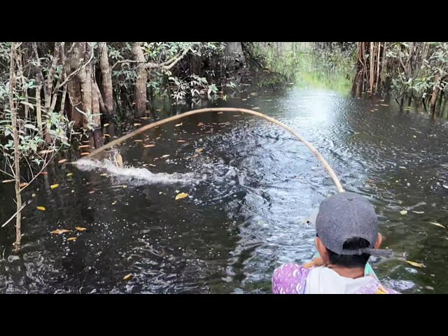 FISHING FOR GIANT SNAKEHEAD AND LIFTING GIANT RIVER PRAWN TRAPS
