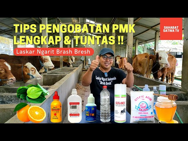 TIPS PENGOBATAN PMK LENGKAP & TUNTAS!!