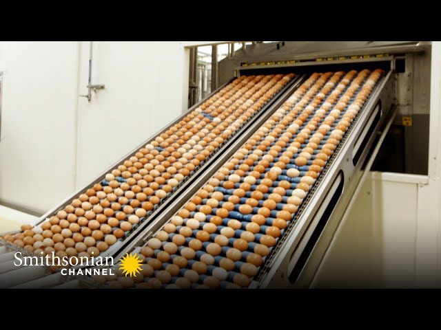 We Can’t Stop Watching This Egg Separator in Action | Inside The Factory | Smithsonian Channel