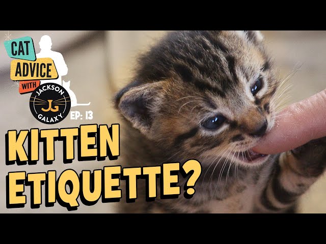 Stop Kitten Biting NOW!