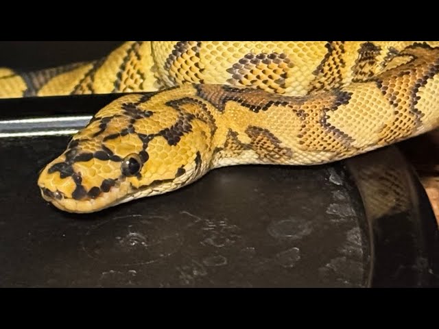Can you start a ball python breeding business with only 1500? Here’s how