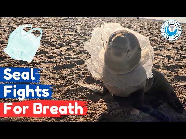 Seal Fights For Breath