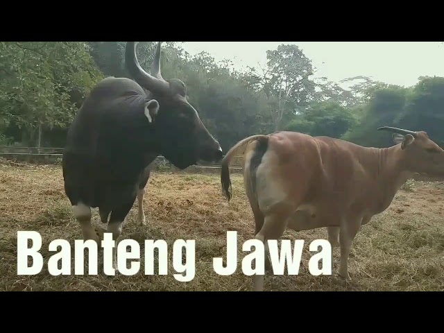 Banteng Jawa yang Identik dengan Sapi Bali #banteng #bantengjawa #bosjavanicus #sapibali