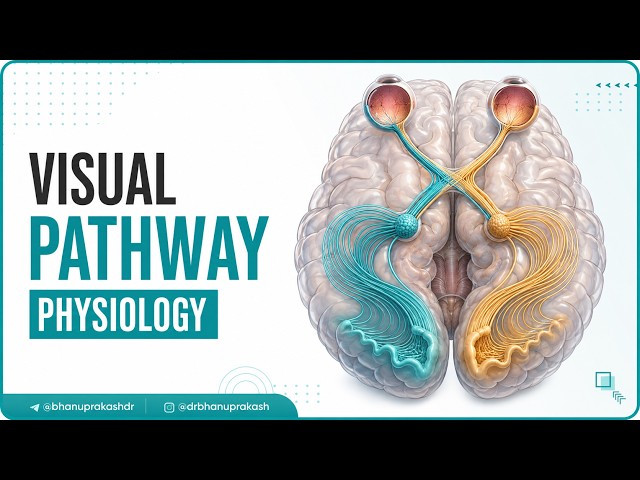 Visual Pathway Physiology Animation