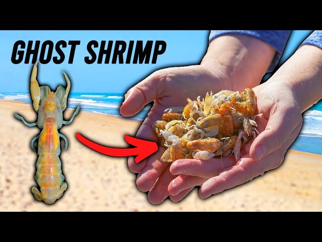 How to Catch Hundreds of Ghost Shrimp