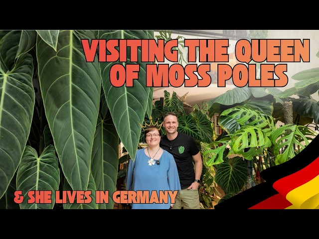 Against All Odds: Achieving a Lush Indoor Jungle in Germany!