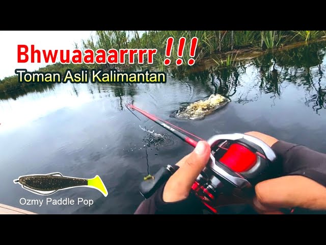 TOMAN BRUTAL ‼️ MANCING IKAN TOMAN DI PEDALAMAN KALIMANTAN | SHIMANO SCORPION DC 151 XG