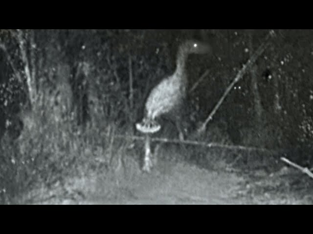 The Cryptids That Hunt People: Terror Birds