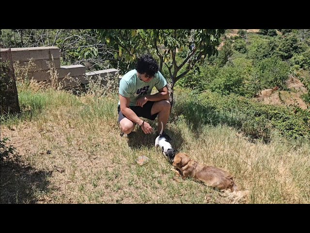 TINTO the Andalusian Bodeguero's second vet visit: how the process is going