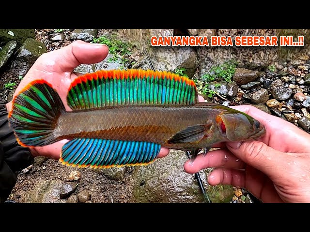 FINALLY..!! A SUPER LARGE CHANNA LIMBATA WAS SUCCESSFULLY CATCHED IN THIS RIVER..!!