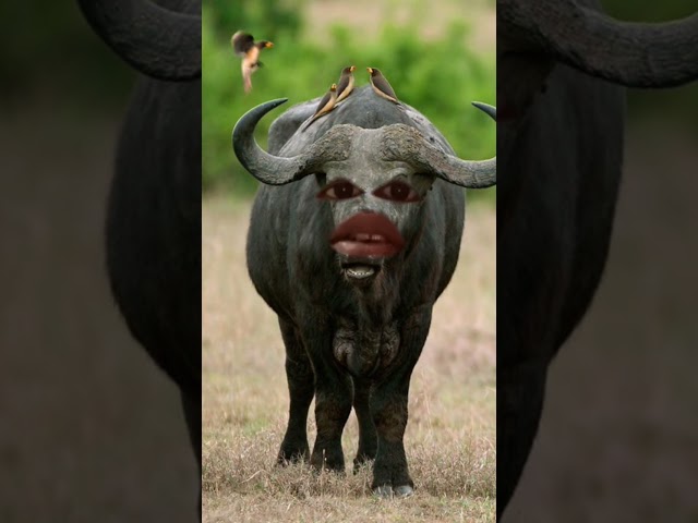 ##pani law re bhash comedy 😂 short viral video you tube ##