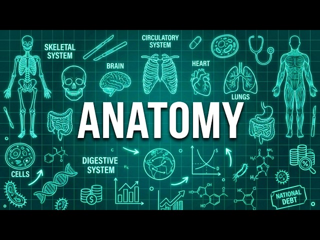 Anatomy Explained Like You're 5 Years Old